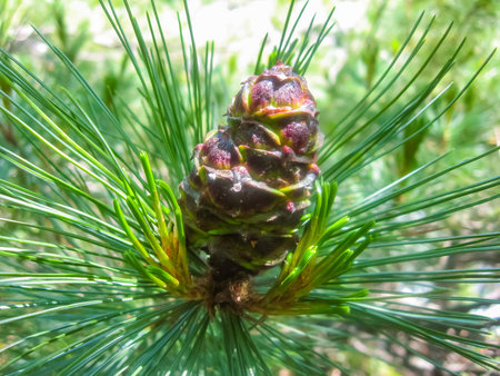 branch with fluffy long needles and a young pine cone.の写真素材