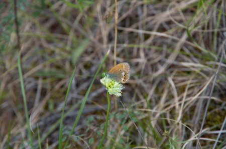 butterfly merges with the grass sitting on a flower