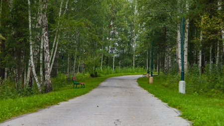 road for summer cars in the forest.
