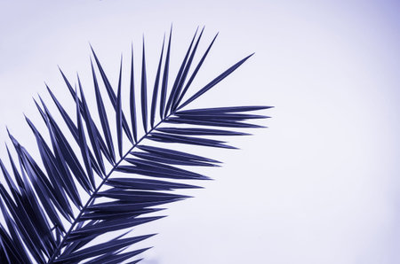 Tropical real leaf of palm tree on light background, Very Peri coloring in trend color of the year...