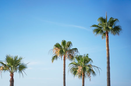 Upward view of a group of tall palm trees against a blue skyの写真素材