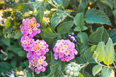 Pink decorative flowers on a city street.