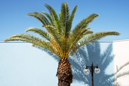Beautiful shadows of palm leaves on the wall. Creative, minimalistic, stylized concept for relaxation.の写真素材
