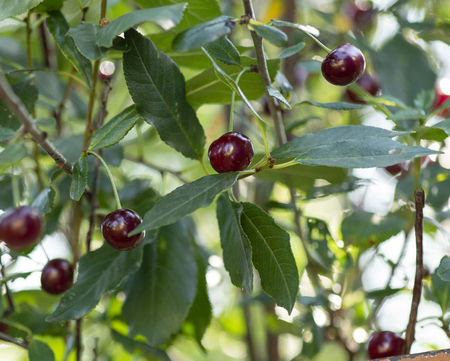 Ripe tasty appetizing Mature cherries on the branches of a cherry treeの写真素材