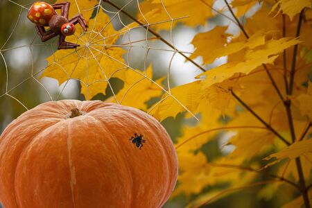 A cunning spider spider on Halloween day spun a web for prey on the background of the autumn October forest and a pumpkin with a flyの写真素材