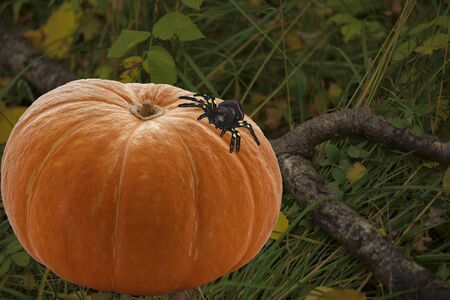 Orange pumpkin fruit attribute of the autumn festival in October on Halloween day on a blurred autumn backgroundの写真素材