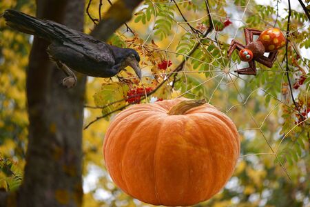 Orange pumpkin for Halloween day with different characters like skeleton centipede spider web bats crows and flies on different backgroundsの写真素材