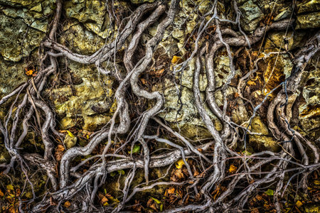 Amazing Chaos Tree Roots,the roots of treesの写真素材
