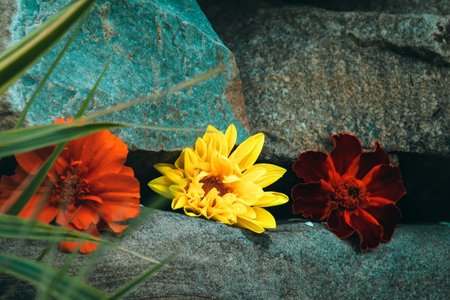 Beautiful pink Spa Flowers on Spa Hot Stones on Water Wet Background. Side Composition. Copy Space....