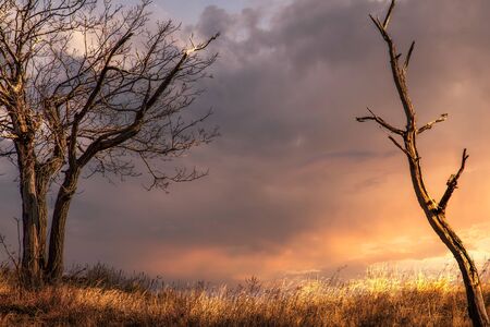 dry trees on promontory of mountain,two dry trees against the sky,trees without leaves,sky with cloudsの写真素材