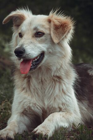 young dog, dog in nature, pet,の写真素材