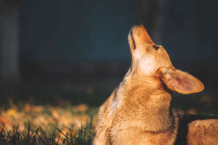 Puppy - the close up portraitの写真素材