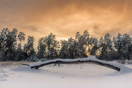 The fallen tree on a shore of the frozen lake in Lithuania.の写真素材