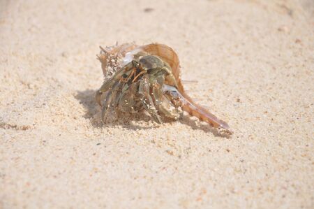 hermit crab has found a new home and is trying to get used to it, hermit crab found a new house and tries to get used to itの写真素材