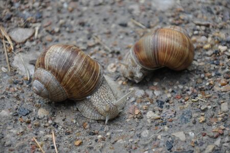 two snails met on a summer path, two snails met on a summer pathの写真素材