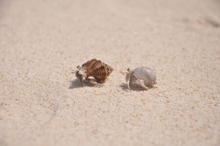 two hermit crabs on the beach fighting for their shells, two hermit crabs on the beach fight for their shellsの写真素材