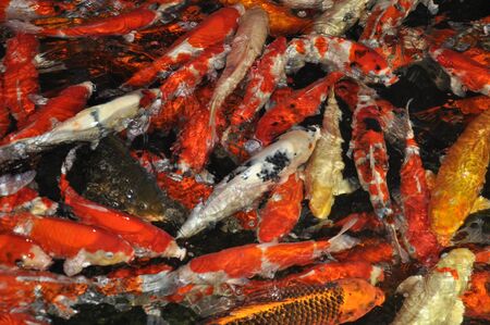 energetic carp in clean water actively swim and look for food and seek foodの写真素材