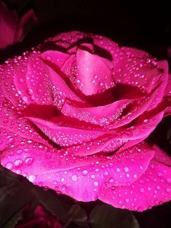 beautiful pink rose after rain with water dropsの写真素材