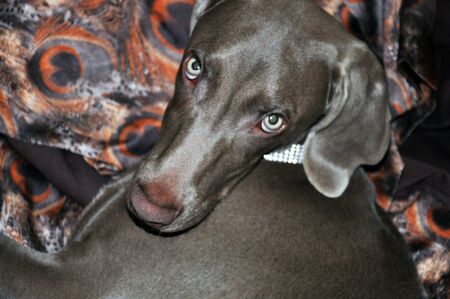 beautiful dog restingの写真素材