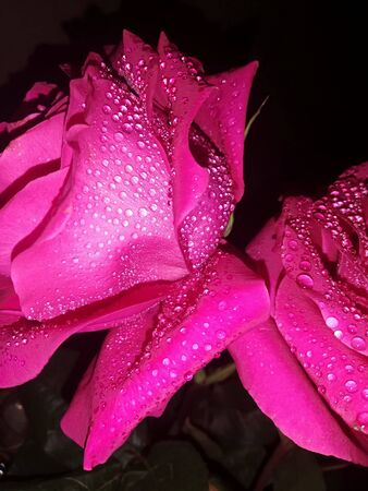 Beautiful delicate pink rose with water dropsの写真素材