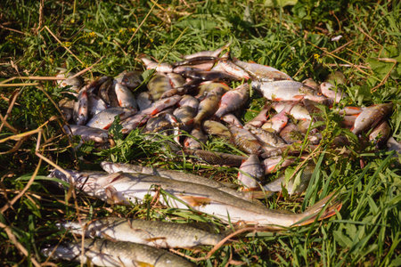 Fishing in the summer in the boat in networkの写真素材