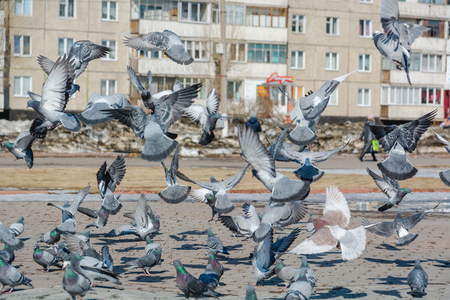 It is a lot of pigeons. Pigeons in the city peck sunflower seedsの写真素材