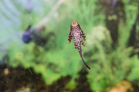 Aquarian fish. Turquoise Okara. A house aquarium with fishes.の写真素材