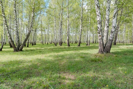 birches. Birch wood. It is a lot of birches. Deciduous wood.の写真素材