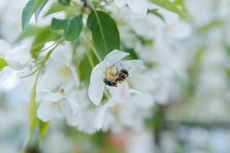 bee on a flower. The bee pollinates flowers. Blossoming of an apple-tree. A bee on apple-trees.の写真素材