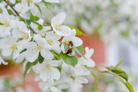 bee on a flower. The bee pollinates flowers. Blossoming of an apple-tree. A bee on apple-trees.の写真素材