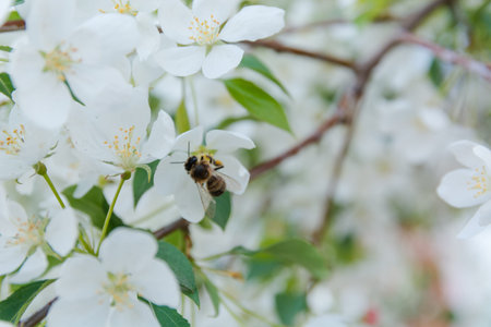 bee on a flower. The bee pollinates flowers. Blossoming of an apple-tree. A bee on apple-trees.の写真素材