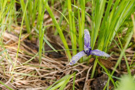 Forest flowers. Flowers in the spring wood. The blossoming plants in the wood.の写真素材