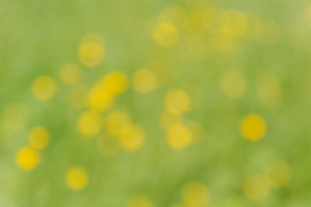 Boke of flowers. Yellow flowers side. Flowers out of focus.の写真素材