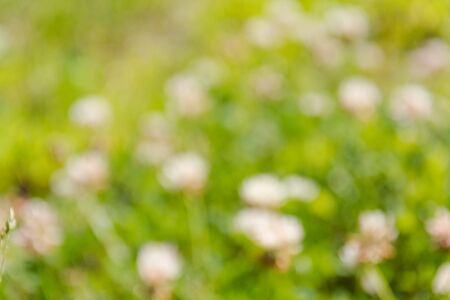 Boke of flowers. Yellow flowers side. Flowers out of focus.の写真素材