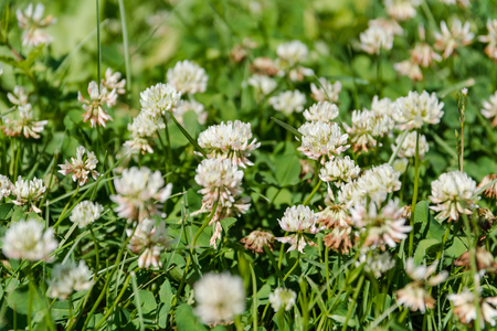 Clover with a bee. White clover. The bee pollinates a clover in the field.の写真素材