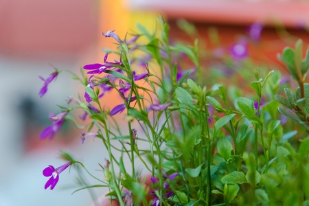 Cultivated flowers. Flowers grow in a house garden. House flowers. House flower cultivation.の写真素材