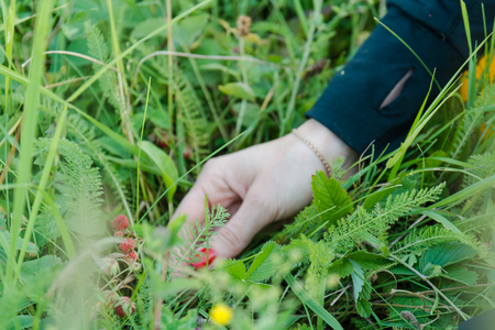 To gather strawberry. The woman picks ripe berry. Ripe strawberryの写真素材
