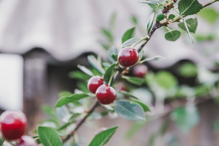 Sweet cherry on a bush. Ripe cherry. ripe sweet cherry. It is a lot of red berry.の写真素材