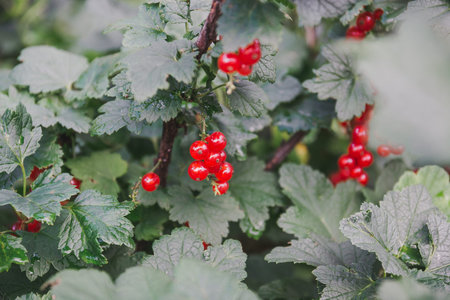Red currant. Currant on a bush. Speet currant.