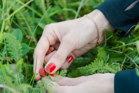 To gather strawberry. The woman picks ripe berry. Ripe strawberryの写真素材