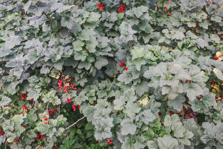 Red currant. Currant on a bush. Speet currant.の写真素材