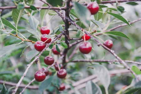 Sweet cherry on a bush. Ripe cherry. ripe sweet cherry. It is a lot of red berry.の写真素材