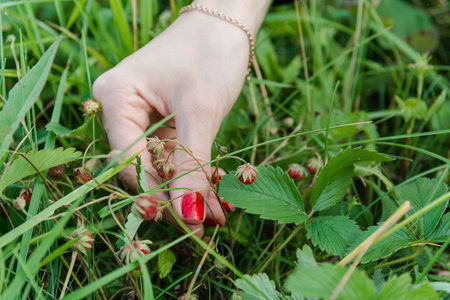 To gather strawberry. The woman picks ripe berry. Ripe strawberryの写真素材