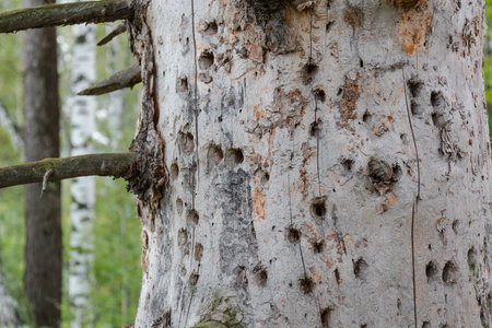 Trunk of a tree destroyed by an insect. A tree in a forest is eaten by beetles