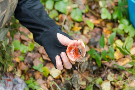 Girl in a black sweater gathers mushrooms in a pine forestの写真素材