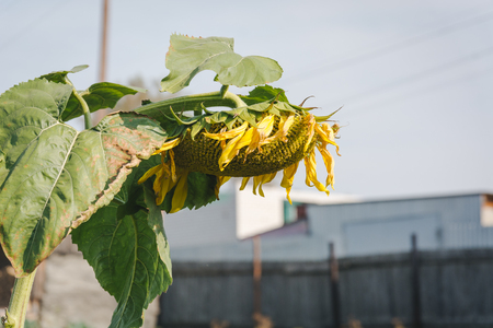 Mature sunflower. Dry sunflower in autumnの写真素材