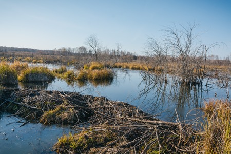 Beaver platinum. The beaver has made a dam. A dam from sticks.の写真素材