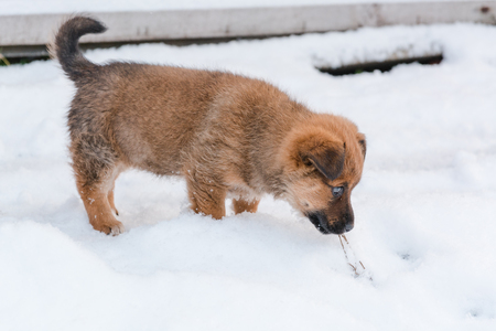 Little puppy in the winter. The little dog goes on snow. First snow and dog.の写真素材