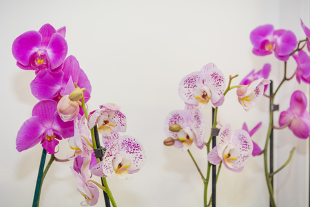 Orchid in a pot. An orchid on a white background. Window plant.の写真素材