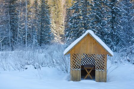 Taiga wood in the winter. Winter taiga. The Siberian wood in the winter in Russia.の写真素材